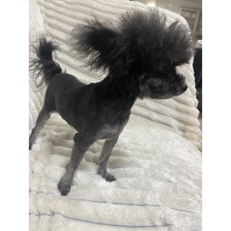 販売中の愛知県のチワプー:チワワ×トイプードル-413333の4枚目