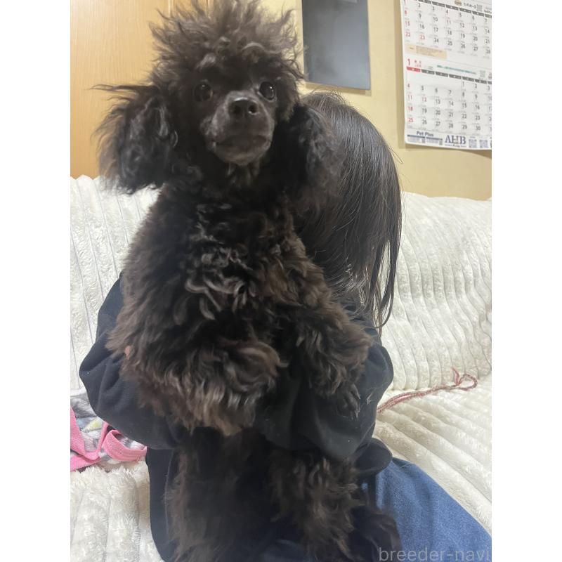 成約済の愛知県のトイプードル-413330の9枚目