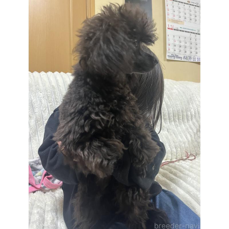 成約済の愛知県のトイプードル-413330の8枚目
