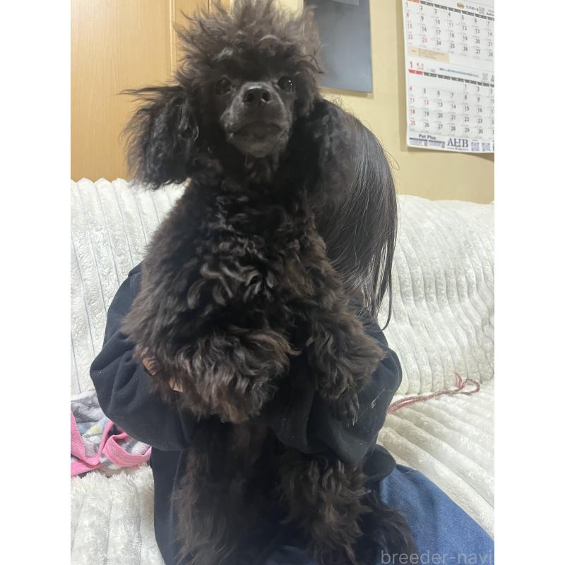 成約済の愛知県のトイプードル-413330の7枚目