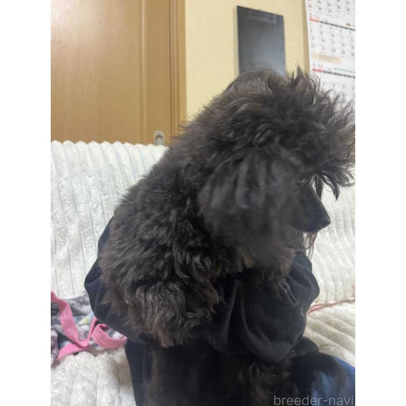 成約済の愛知県のトイプードル-413330の5枚目