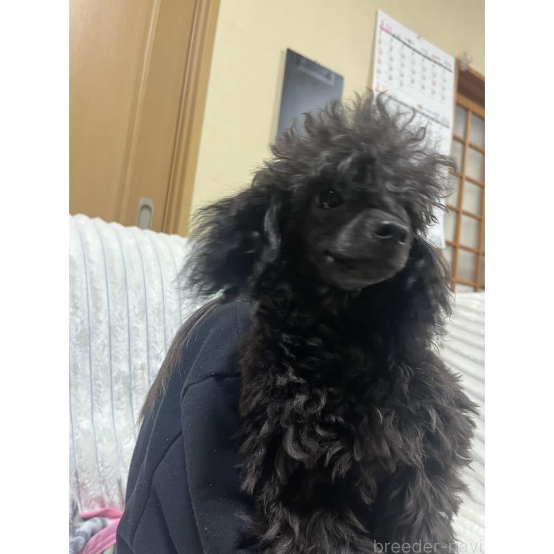 成約済の愛知県のトイプードル-413330の4枚目