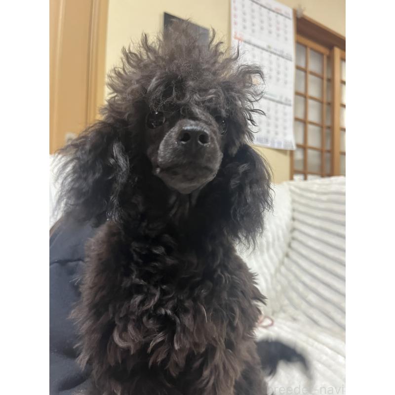 成約済の愛知県のトイプードル-413330の3枚目