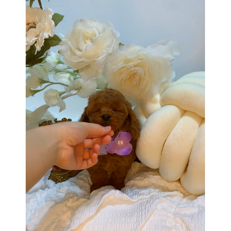 成約済の大阪府のタイニープードル-446550の3枚目