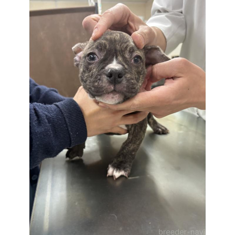 販売中の大阪府のエキゾチックブリー-447346の3枚目