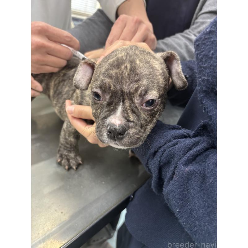 販売中の大阪府のエキゾチックブリー-447346の2枚目