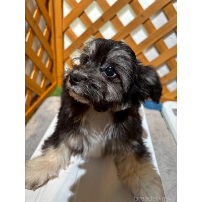 販売中の沖縄県のチワプー:チワワ×トイプードル-441681の5枚目