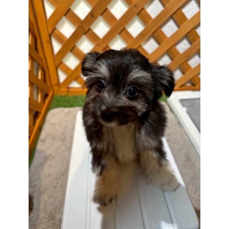 販売中の沖縄県のチワプー:チワワ×トイプードル-441681の4枚目