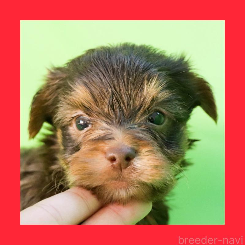 成約済の愛知県のヨークシャーテリア-444258の6枚目