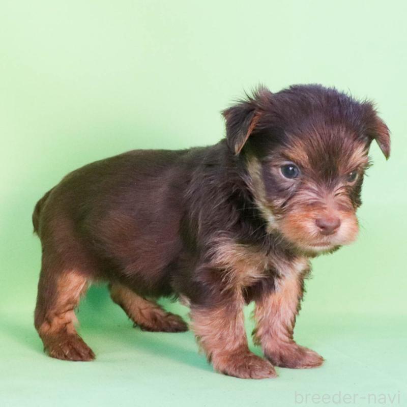 成約済の愛知県のヨークシャーテリア-444258の5枚目