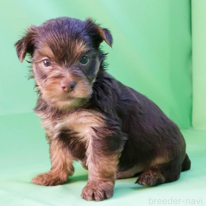 成約済の愛知県のヨークシャーテリア-444258の4枚目