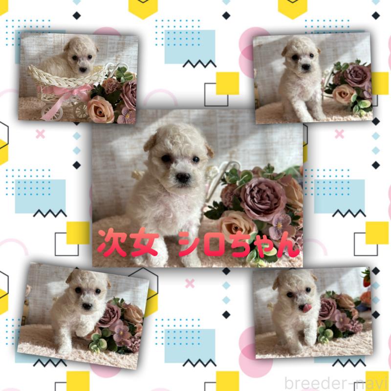 成約済の広島県のタイニープードル-441188の4枚目