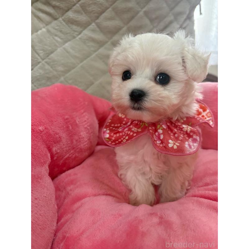 商談中の福岡県のマルプー:マルチーズ×トイプードル-444358の4枚目