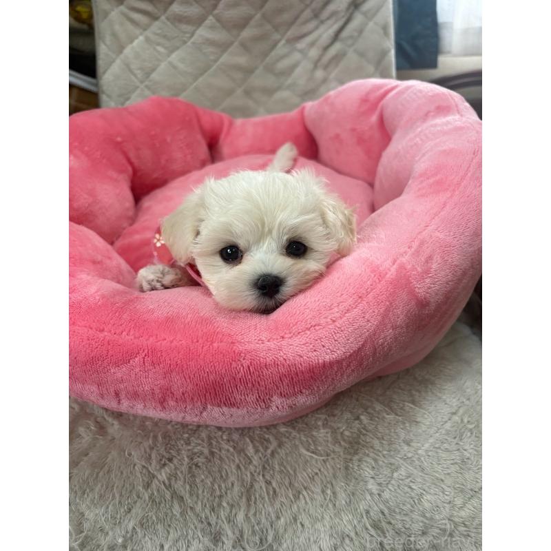 商談中の福岡県のマルプー:マルチーズ×トイプードル-444358の3枚目