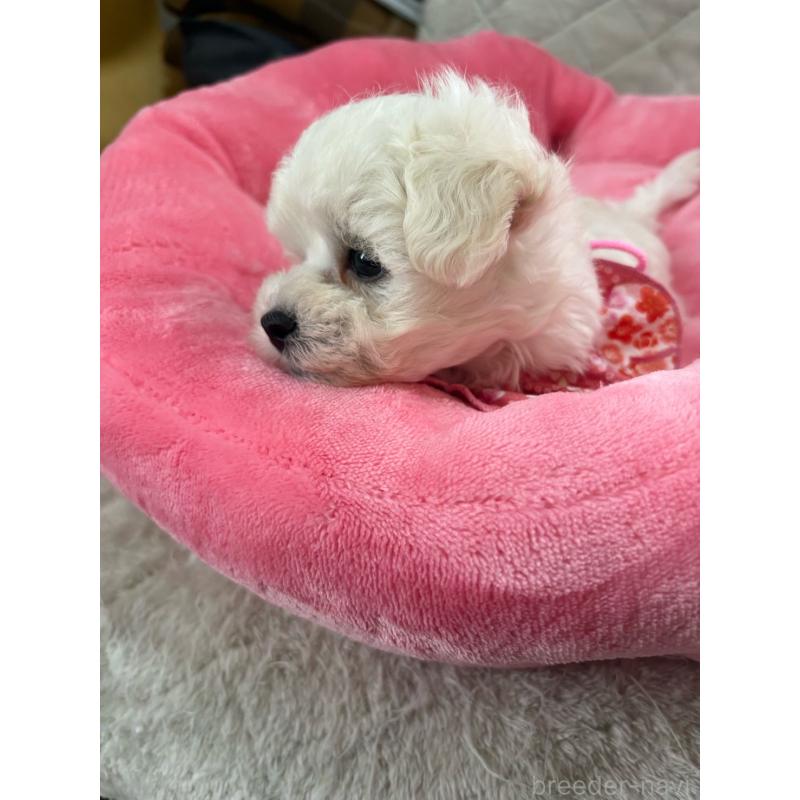 商談中の福岡県のマルプー:マルチーズ×トイプードル-444358の2枚目