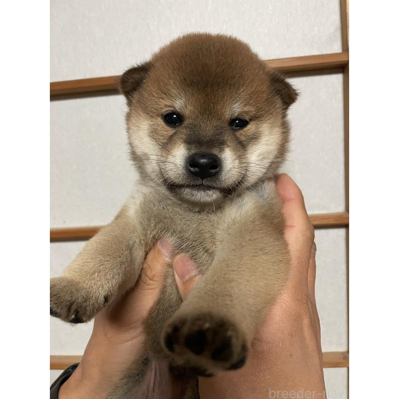 成約済の茨城県の柴犬-446369の2枚目