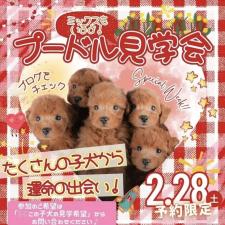 斎藤杏菜ブリーダー