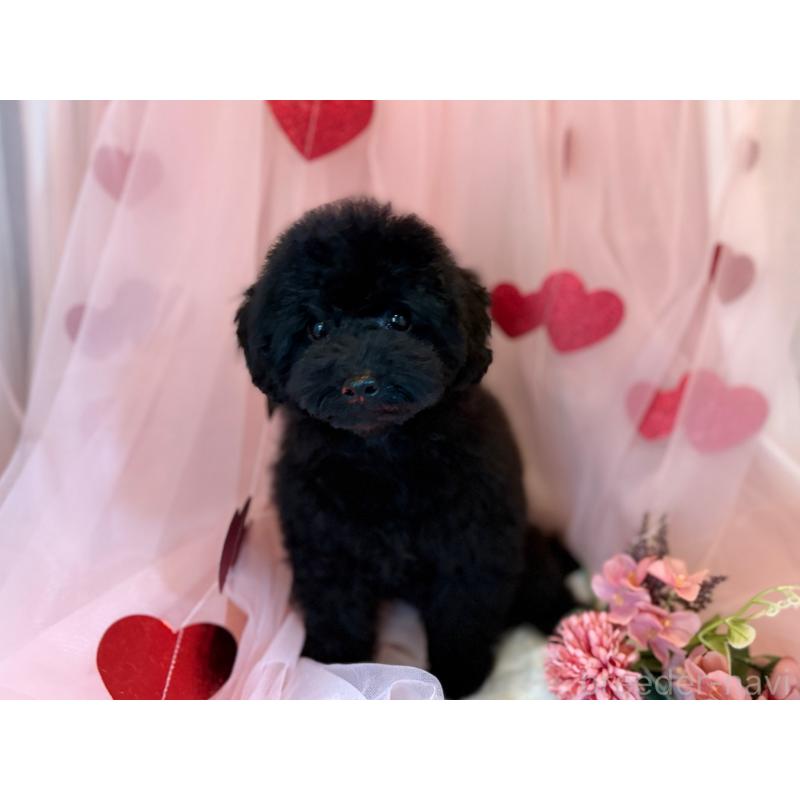 成約済の福井県のタイニープードル-432828の2枚目