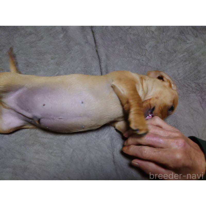 成約済の長野県のミニチュアダックスフンド(スムースヘアード)-447457の16枚目