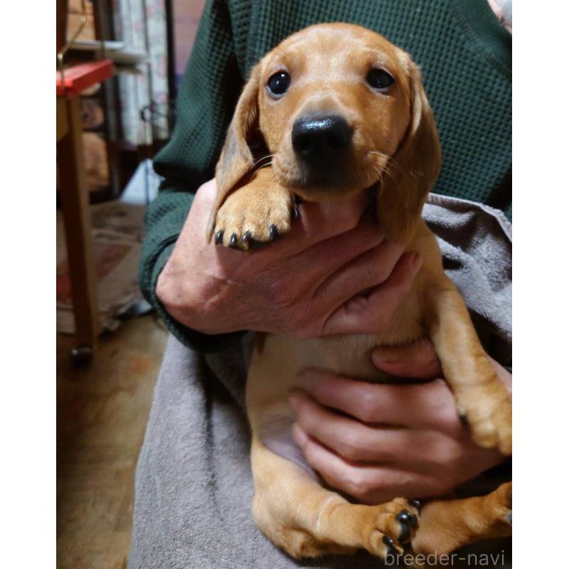 レッドのミニチュアダックスフンド(スムースヘアード)の子犬を探す