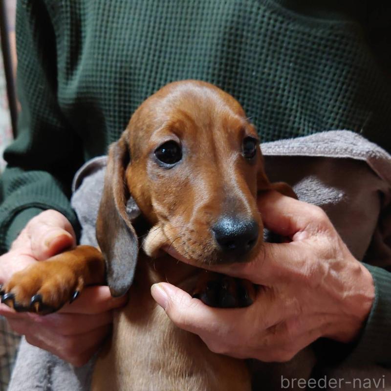 成約済の長野県のミニチュアダックスフンド(スムースヘアード)-447452の5枚目