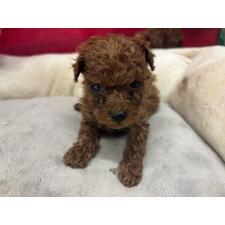 ♀︎タイニープードル