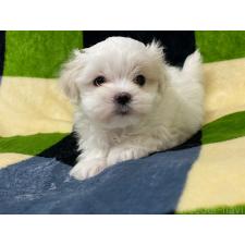 ♀︎マルチーズ