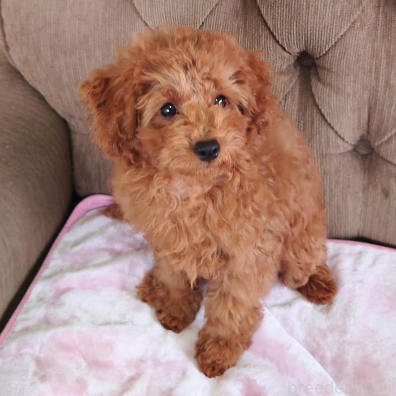 販売中の埼玉県のタイニープードル-437389の3枚目