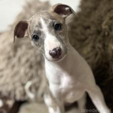 ♀︎ウィペット