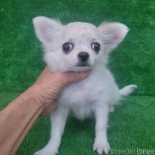 ♀︎チワワ(ロングコート)