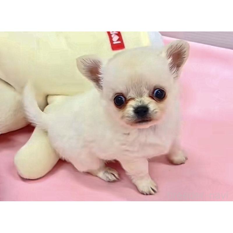 販売中の神奈川県のチワワ(ロングコート)-445395の3枚目