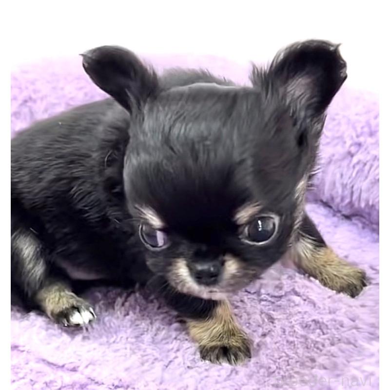 販売中の神奈川県のチワワ(ロングコート)-445396の5枚目