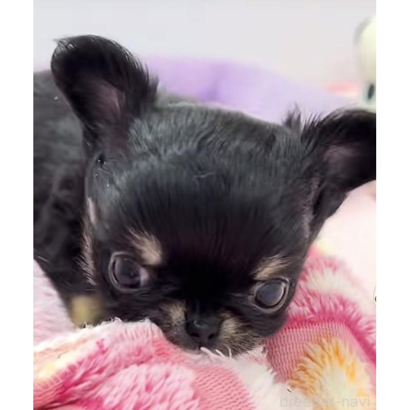 販売中の神奈川県のチワワ(ロングコート)-445396の4枚目