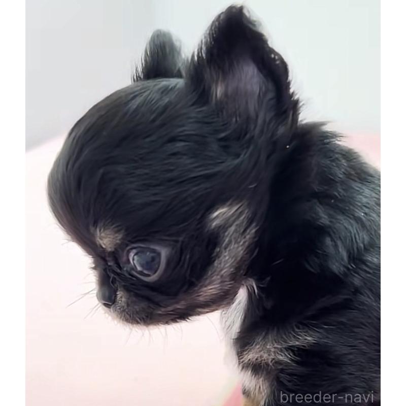 販売中の神奈川県のチワワ(ロングコート)-445396の3枚目