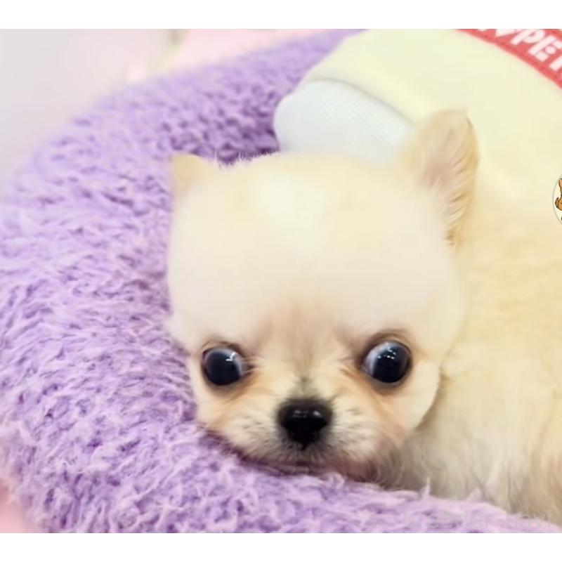 販売中の神奈川県のチワワ(ロングコート)-445397の4枚目