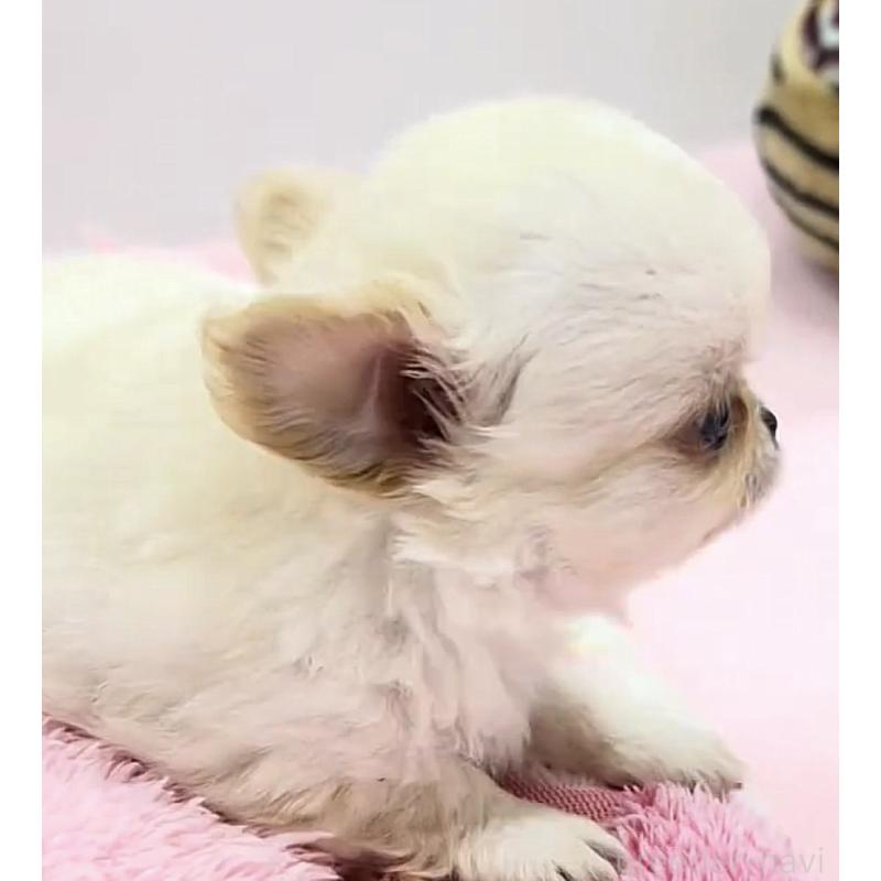 販売中の神奈川県のチワワ(ロングコート)-445397の3枚目