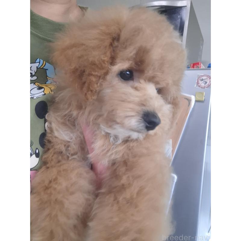 販売中の群馬県のビションプー:ビションフリーゼ×トイプードル-432999の2枚目