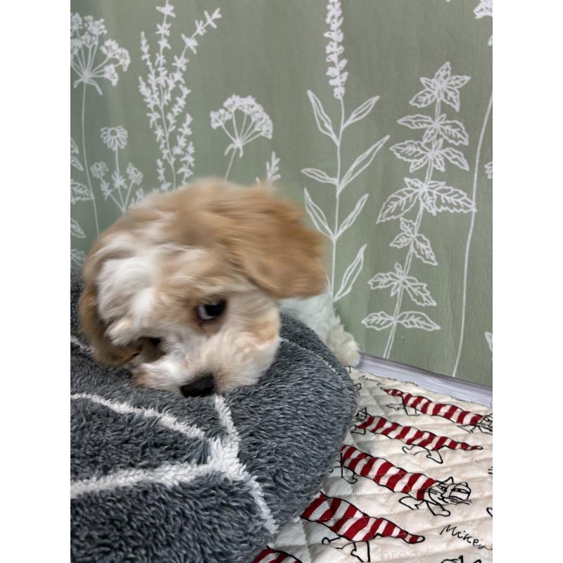 販売中の山形県のミックス犬-441542の3枚目