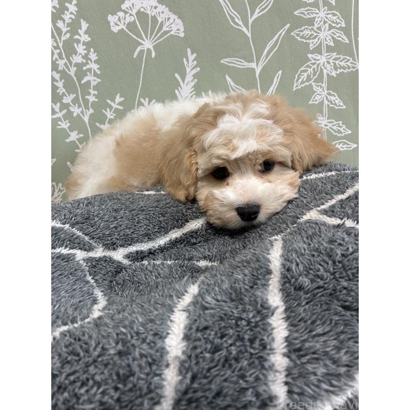 販売中の山形県のミックス犬-441542の2枚目