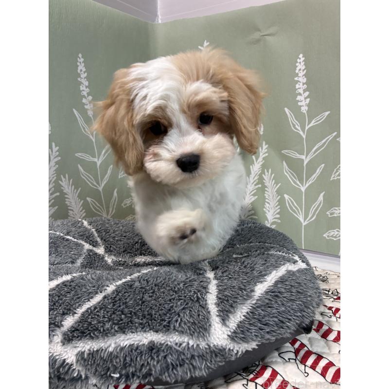 販売中の山形県のミックス犬-441553の3枚目