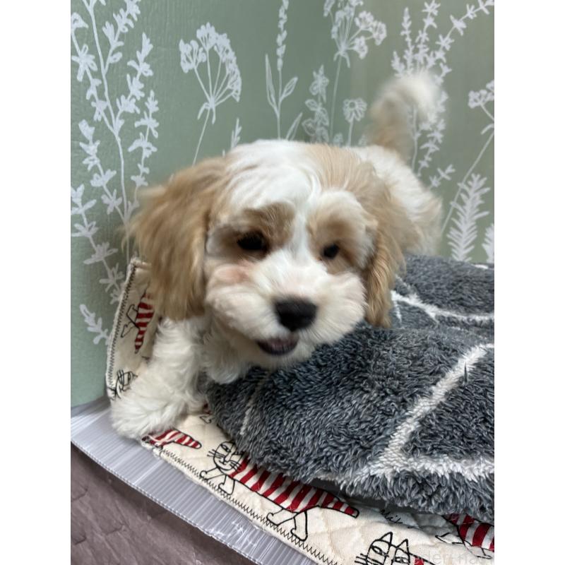 販売中の山形県のミックス犬-441553の2枚目