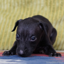 ♀︎イタリアングレーハウンド(イタグレ)