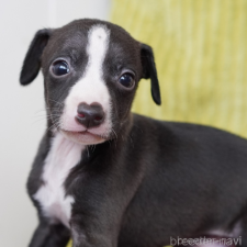 ♀︎イタリアングレーハウンド(イタグレ)