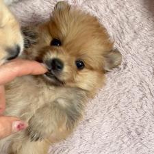 ♀︎ポメラニアン