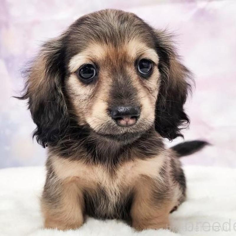 名前
HONEY ハニーの女の子②
犬種
ロングヘアード・ミニチュアダックス
性別
女の子
毛色
シェーデッド・イエロー
誕生日
2026年01月02日
価格
258,000円（税込）
父犬
SHOE　ショウ
母犬
HONEY ハニー
血統書
有り
状況
募集中
ホームペ