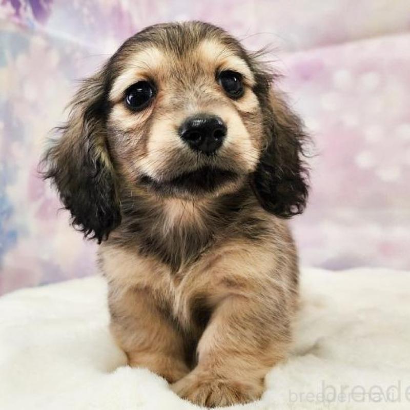 名前
HONEY ハニーの男の子②
犬種
ロングヘアード・ミニチュアダックス
性別
男の子
毛色
シェーデッド・イエロー
誕生日
2026年01月02日
価格
258,000円（税込）
父犬
SHOE　ショウ
母犬
HONEY ハニー
血統書
有り
状況
募集中