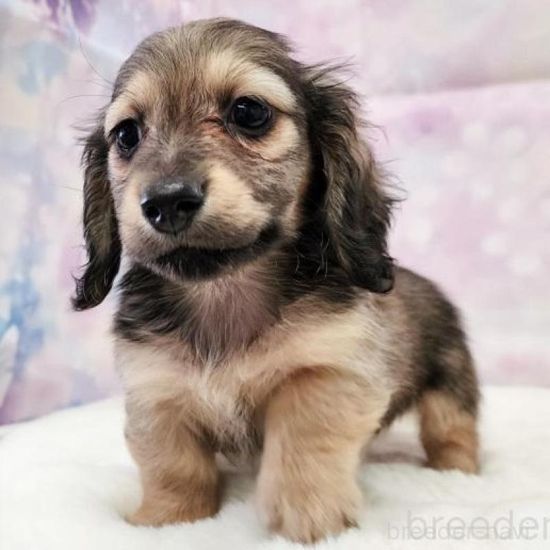 成約済の大阪府のミニチュアダックスフンド(ロングヘアード)-445625の18枚目