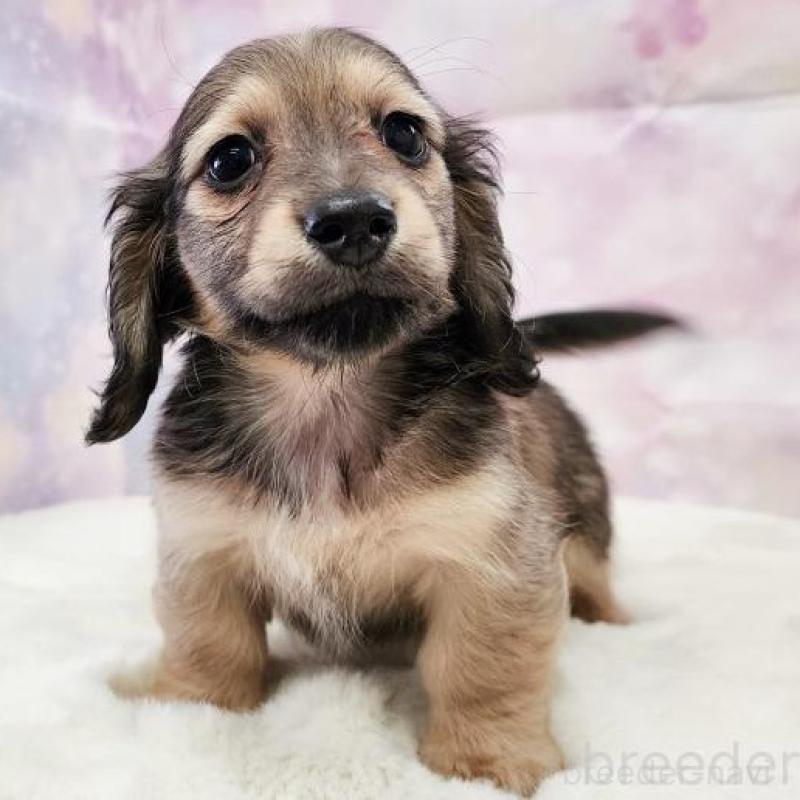 成約済の大阪府のミニチュアダックスフンド(ロングヘアード)-445625の17枚目