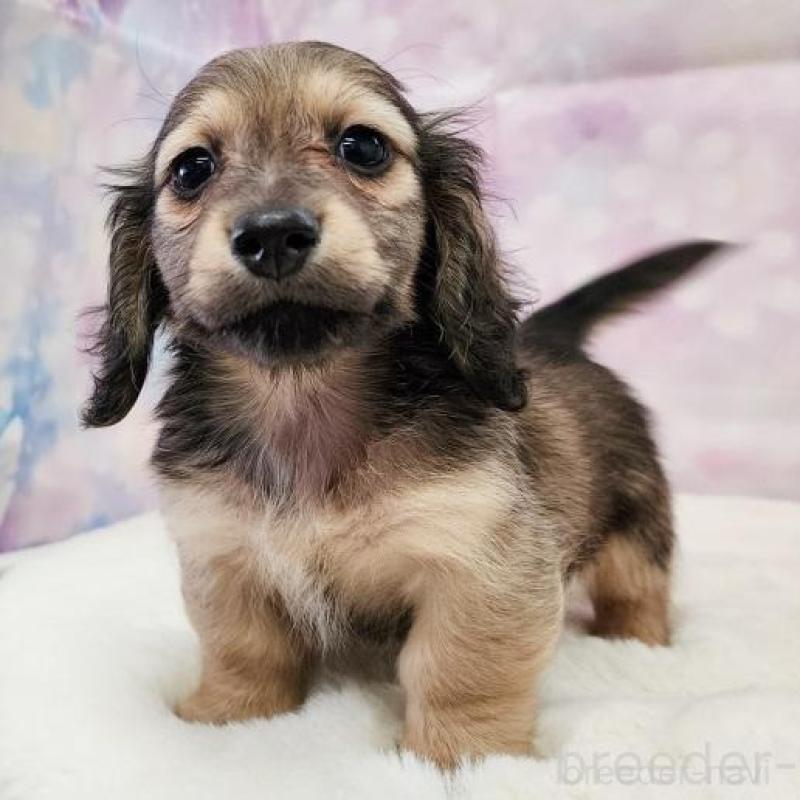 成約済の大阪府のミニチュアダックスフンド(ロングヘアード)-445625の16枚目