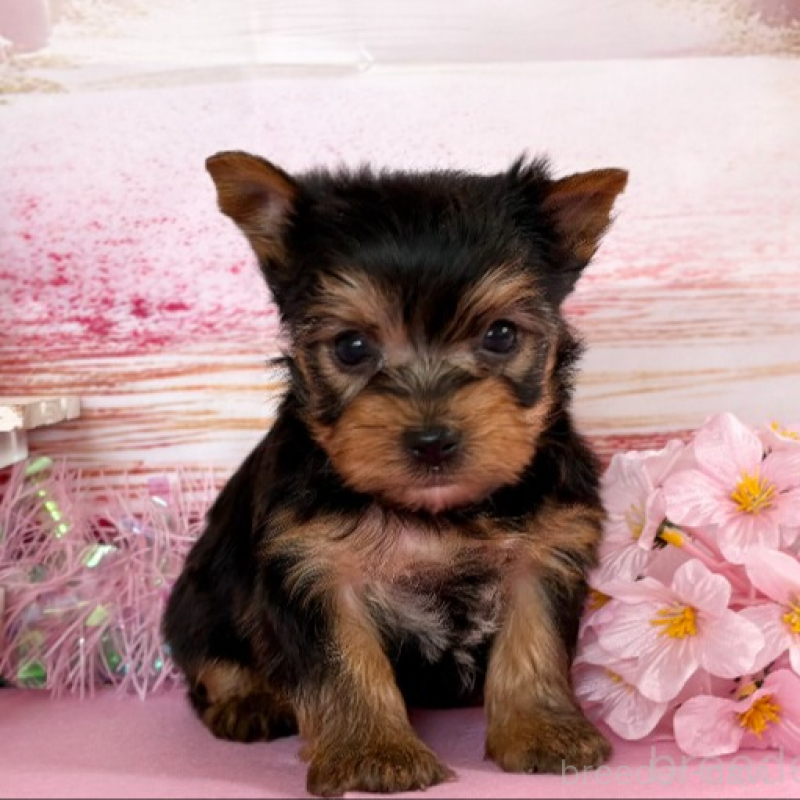 販売中の秋田県のヨークシャーテリア-446325の10枚目